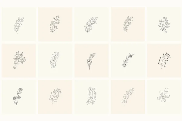 꽃 디자인 요소: 식물, 가지, 잎. — 스톡 벡터