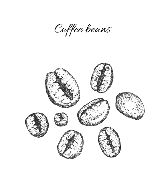 Κόκκοι καφέ. Απομονωμένα σε λευκό φόντο. — Διανυσματικό Αρχείο