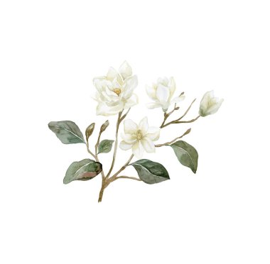 Suluboya Manolya dalı. Manolya çiçeği İllüstrasyonu.