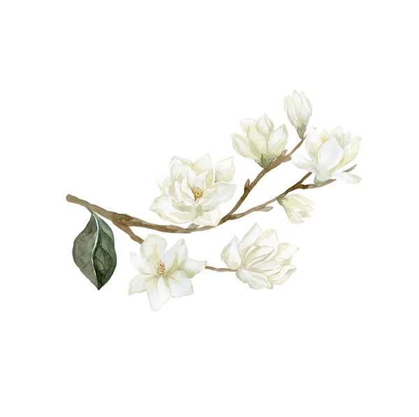 Aquarel Magnolia tak. Illustratie van Magnolia bloem. — Stockfoto