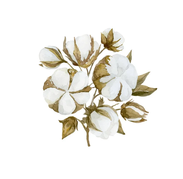 水彩画綿の花の枝。花の花束. — ストック写真