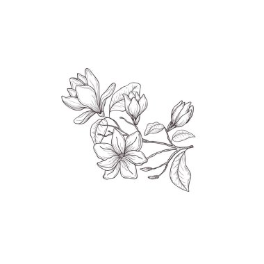 Çiçek el çizilmiş tasarım elemanları. Beyaz arka planda yalıtılmış çizgi sanatı.