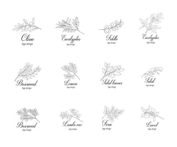 Conjunto de ramos de plantas. Elementos de design de vegetação . —  Vetores de Stock