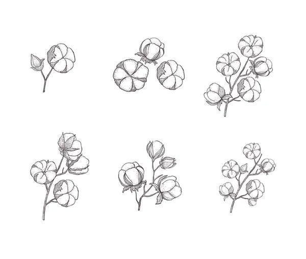 花卉手绘设计元素。在白色背景上隔离的线条艺术. — 图库矢量图片