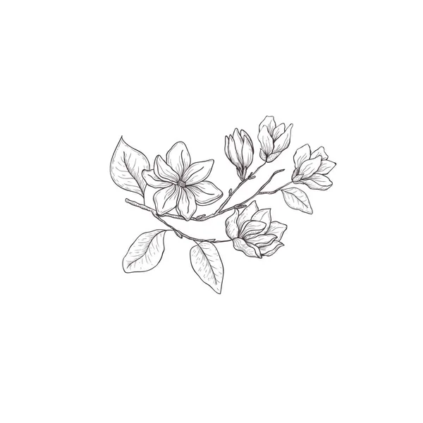 Květinové ručně tažené prvky návrhu. Linkovou kresbu izolovaná na bílém pozadí. — Stockový vektor