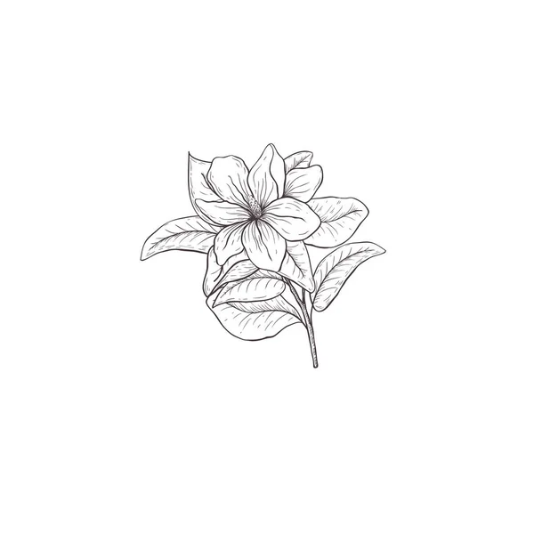 Floral mão desenhada elementos de design. Arte de linha isolada no fundo branco . — Vetor de Stock