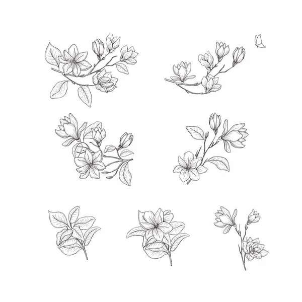 Florale, handgezeichnete Gestaltungselemente. Linienkunst isoliert auf weißem Hintergrund. — Stockvektor