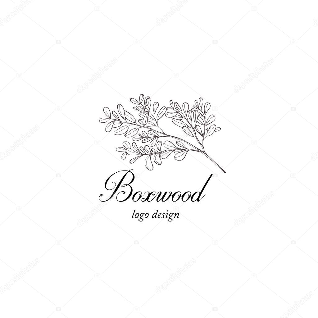 Boxwood plant branch. Greenery design element. Botanical hand drawn logo.