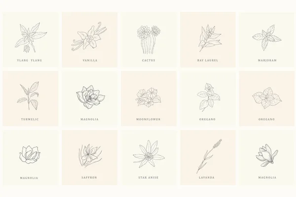 Ensemble d'éléments de design floral pour logo . — Image vectorielle