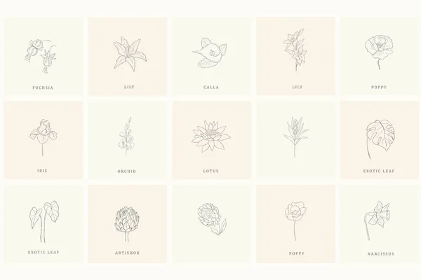 Conjunto de elementos de diseño floral para logo . — Archivo Imágenes Vectoriales