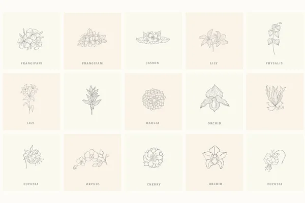 Conjunto de elementos de diseño floral para logo . — Archivo Imágenes Vectoriales