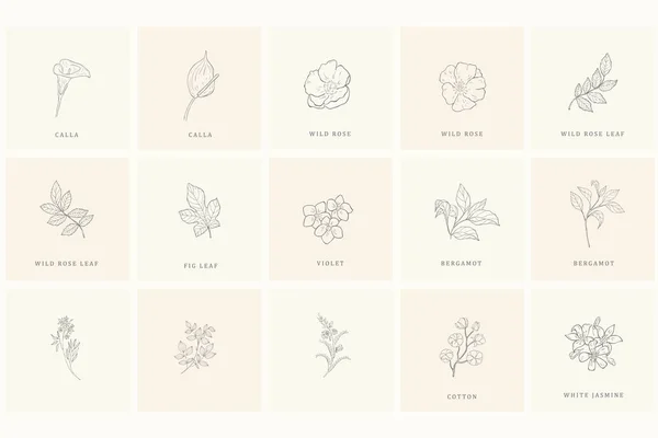 Conjunto de elementos de design floral para logotipo . —  Vetores de Stock