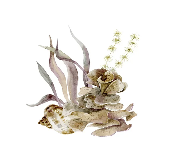 海藻や貝殻で印刷します。水中世界 — ストック写真