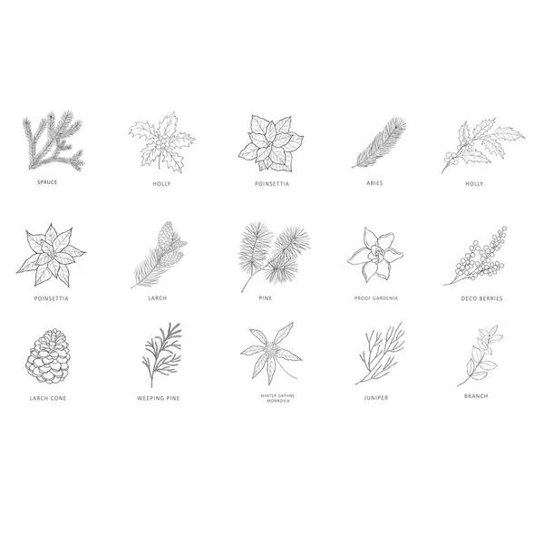 Branches dessinées à la main de plantes et d'arbres . — Image vectorielle