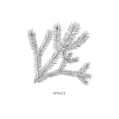 Elle çizilmiş bitki dalı. Çizgi sanat vektörü grafiği.