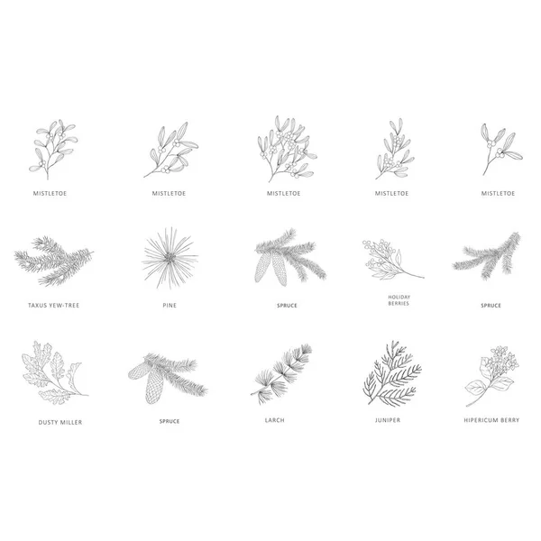 Ramas de plantas y árboles dibujadas a mano . — Vector de stock