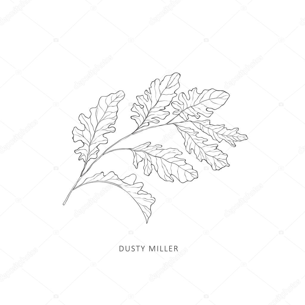 Hand drawn branch of plant. Line art vector graphic.