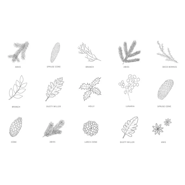 Ramas de plantas y árboles dibujadas a mano . — Vector de stock