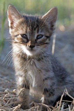 Gri bebek kedi yavrusu oturma ve lens arıyorum