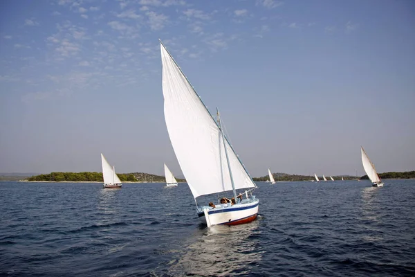 Murter Kroatien September 2009 Traditionella Träsegelbåtar Regattan Latin Sail — Stockfoto