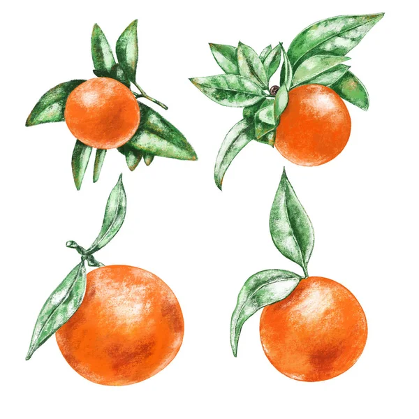 Şubeler ve beyaz arka plan üzerinde izole yaprakları ile elle çizilmiş portakal. Taze portakal kümesi.