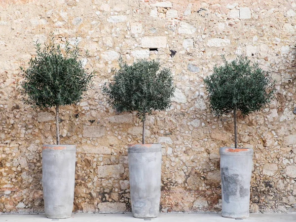 Zeytin Dekoratif ağaçlar kil tencere. Rethymno, Crete.