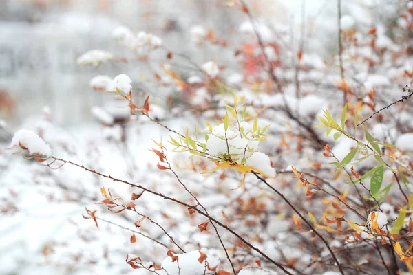 Erster Schnee Auf Den Zweigen Mit Blättern — Stockfoto