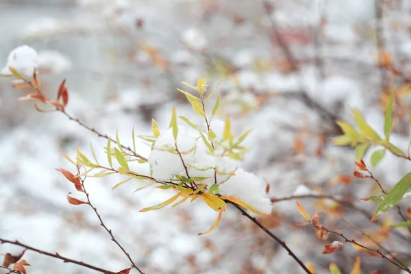 Erster Schnee Auf Den Zweigen Mit Blättern — Stockfoto