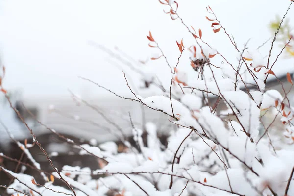 Erster Schnee Auf Den Zweigen Mit Blättern — Stockfoto