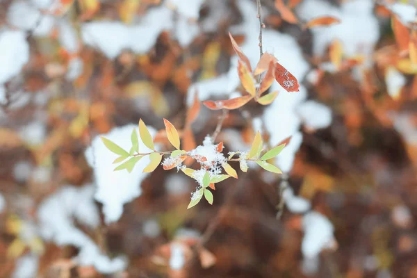 First Snow Branches Leaves — Stock Photo, Image