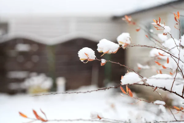 Första Snön Grenar Med Blad — Stockfoto