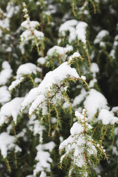 Primera Nieve Las Ramas — Foto de Stock