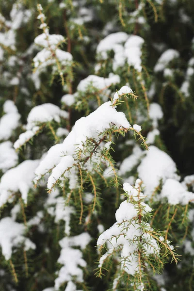 Première Neige Dans Les Branches — Photo