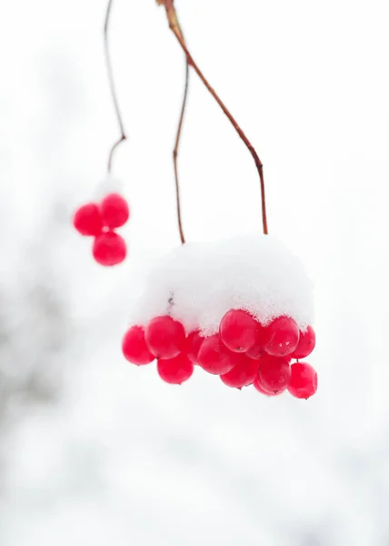 Baies Rouges Congelées Sur Les Branches Dans Neige — Photo