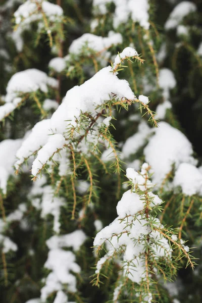 Första Snön Grenarna — Stockfoto