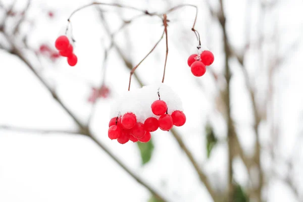 Baies Rouges Congelées Sur Les Branches Dans Neige — Photo