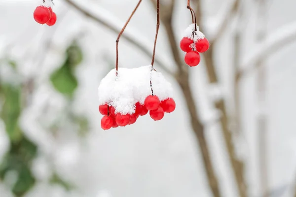 Bagas Vermelhas Congeladas Nos Ramos Neve — Fotografia de Stock