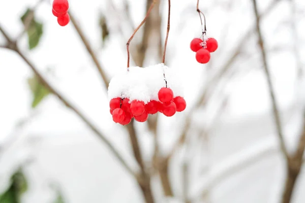 Röda Frysta Bär Grenarna Snön — Stockfoto