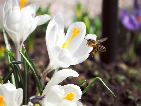 Bee Verzamelt Stuifmeel Eerste Lente Bloem — Stockfoto