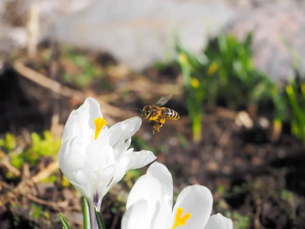 Biet Samlar Pollen Den Första Vårblomma — Stockfoto