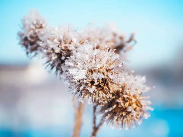 Tagg växt med första snöflingor. Vintersäsongen. — Stockfoto