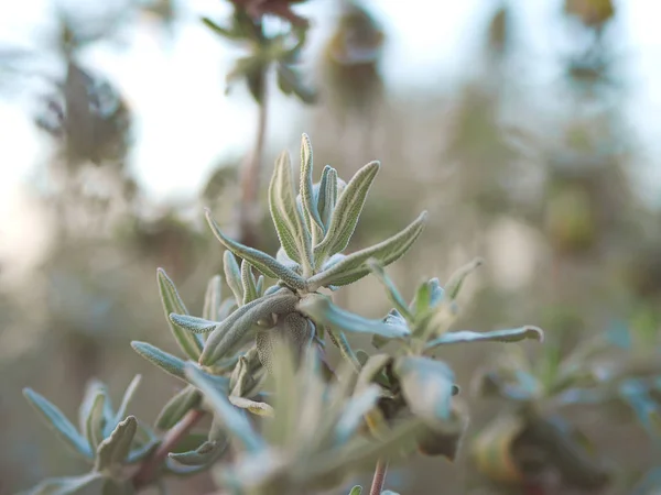 Salvia da giardino . — Foto Stock