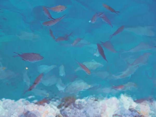Fish under water.Sea background.Feeding fish in the mediterranea