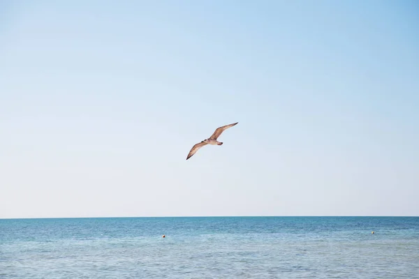 Mavi deniz üzerine uçan martı. — Stok fotoğraf