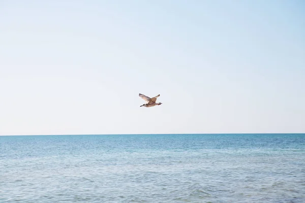 Gaviota volando sobre el mar azul . —  Fotos de Stock