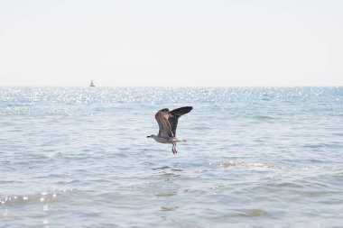 mavi deniz üzerine uçan martı.
