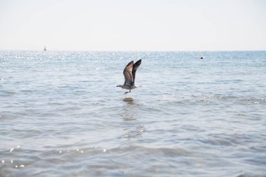 mavi deniz üzerine uçan martı.