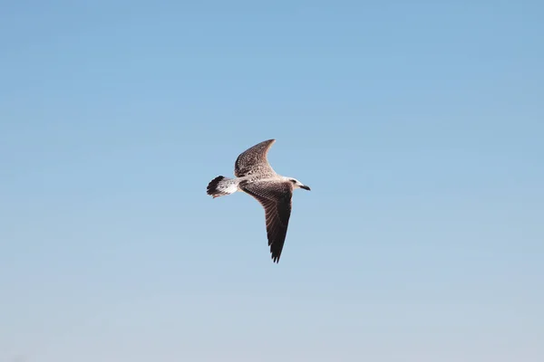Seagull in the sky.  Bird in flight.