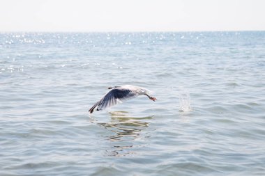mavi deniz üzerine uçan martı.