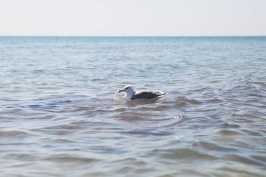 martı denizde yüzüyor.